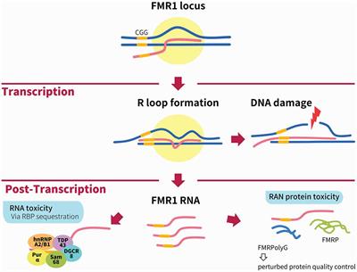 Fragile X-Associated Tremor/Ataxia Syndrome: From Molecular Pathogenesis to Development of Therapeutics